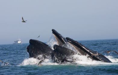 Blue whales feeding