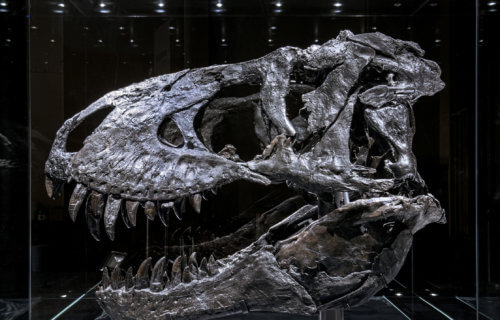 T-rex skull