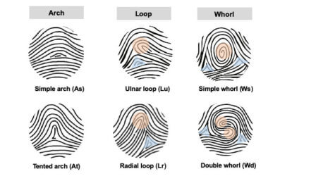 Fingerprint study