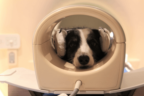 dog scan