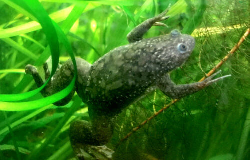 Normal African clawed frog.
