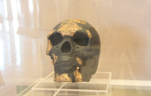 Omo Kibish skull
