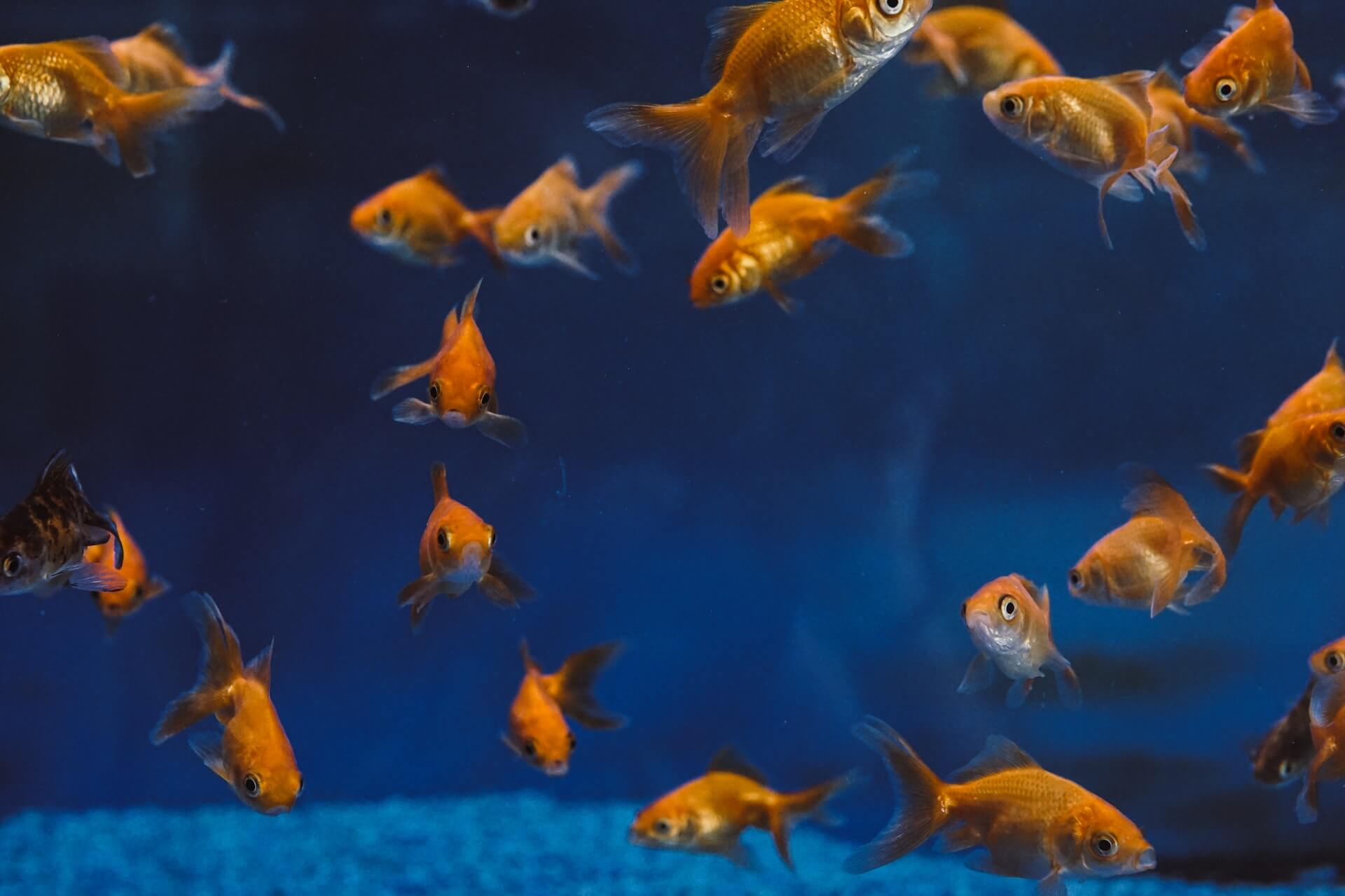 Yes, Fish Can Communicate Acoustically