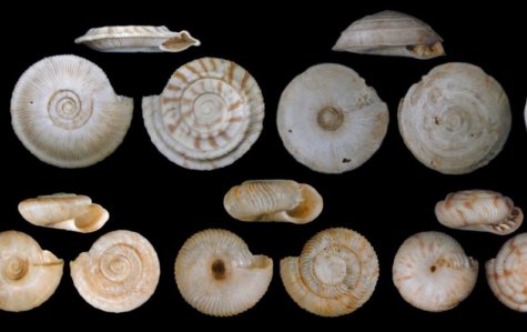 shells extinction
