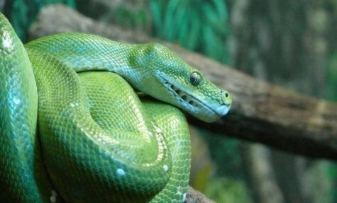 snake phobia nature