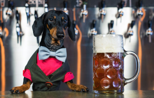 Dog bartender with beer