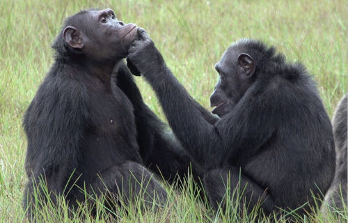 Ozouga Chimpanzee Project