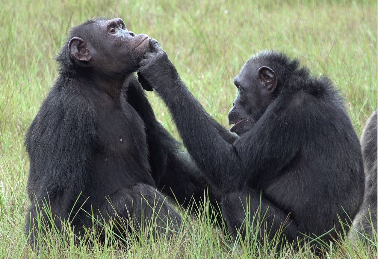 Ozouga Chimpanzee Project