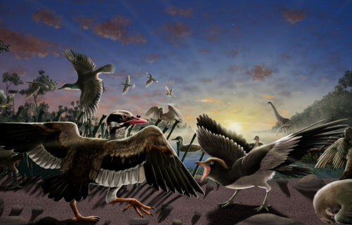 Prehistoric bird fossil study