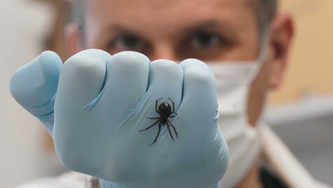 NUI Galway spider venom research