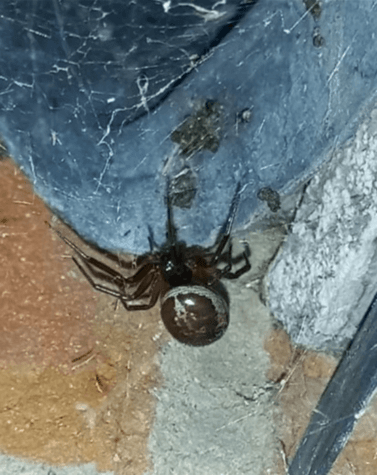 Closeup of false widow spider in its web.