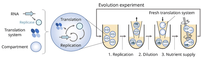 RNA evolution