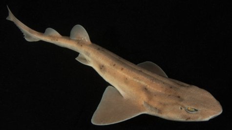 carpet shark
