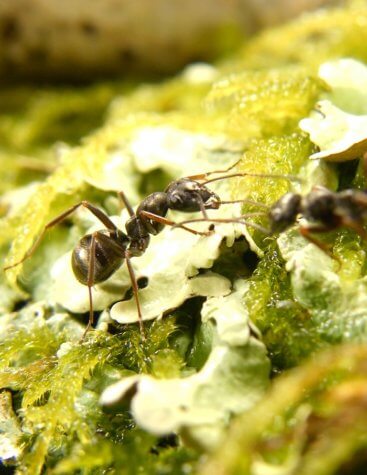 formica ant