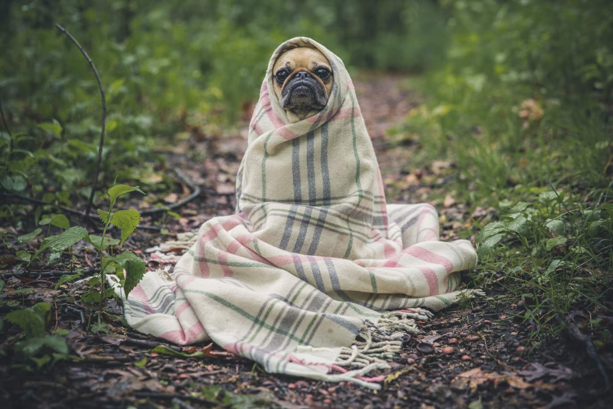 Cute dog wrapped in blanket