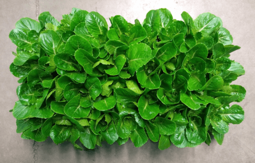 Genetically modified lettuce