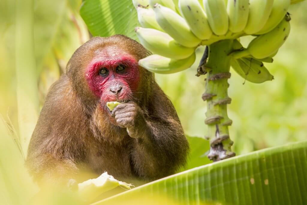 primate fruit