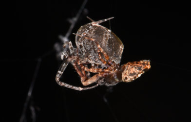 Orb-weaving spider Philoponella prominem.