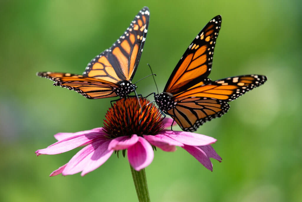 Two monarch butterflies feeding on a pink cone flower.