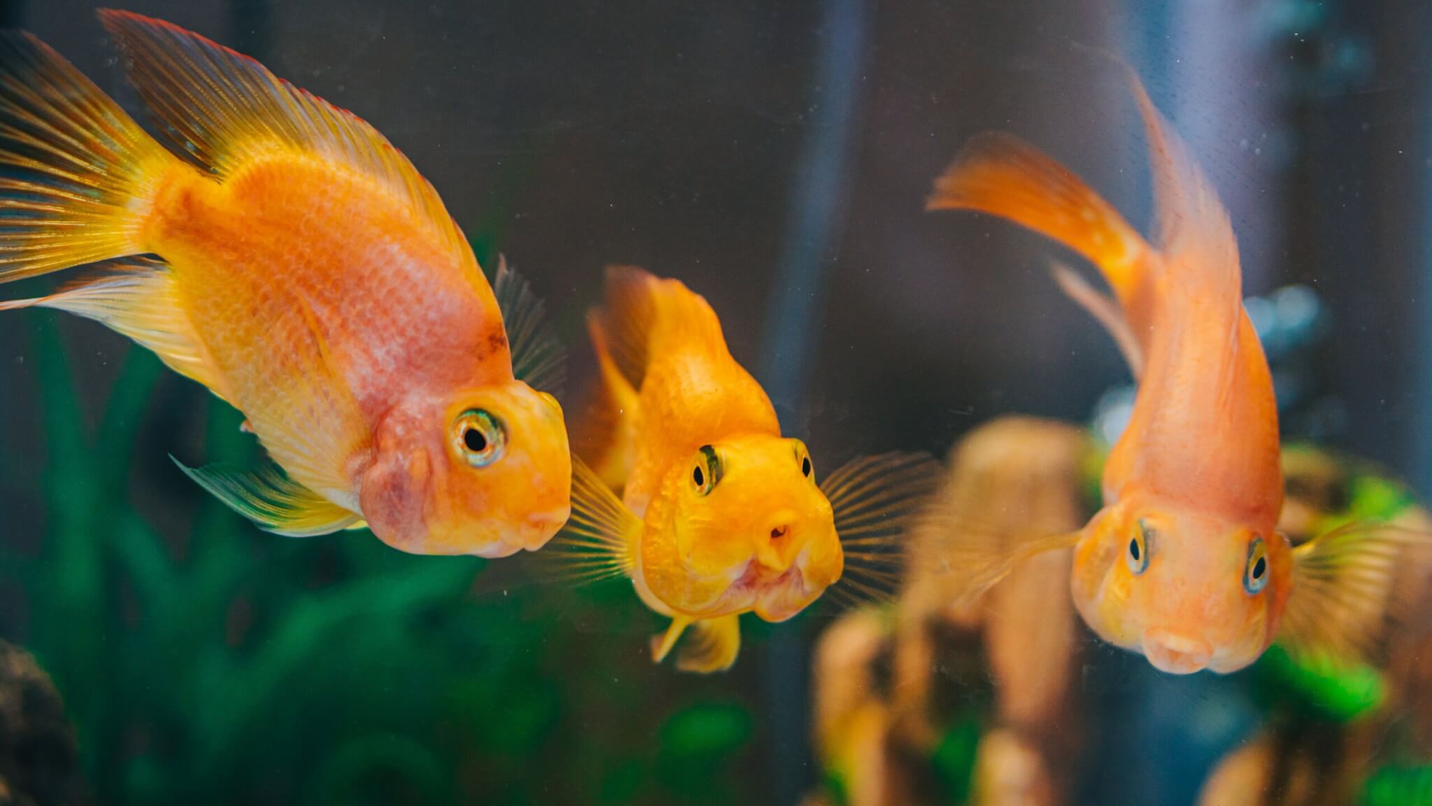 Goldfish aren’t as clueless as we think, show strong ability to estimate distances