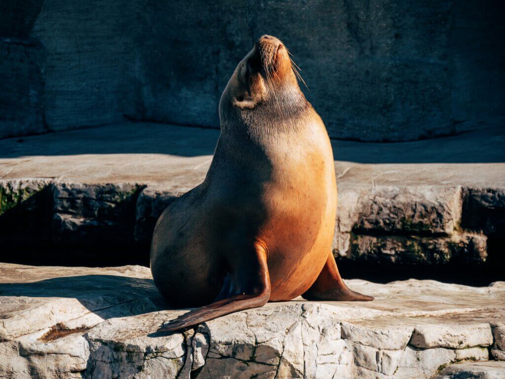 Seal basking
