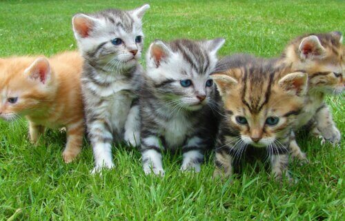 Kittens, cats