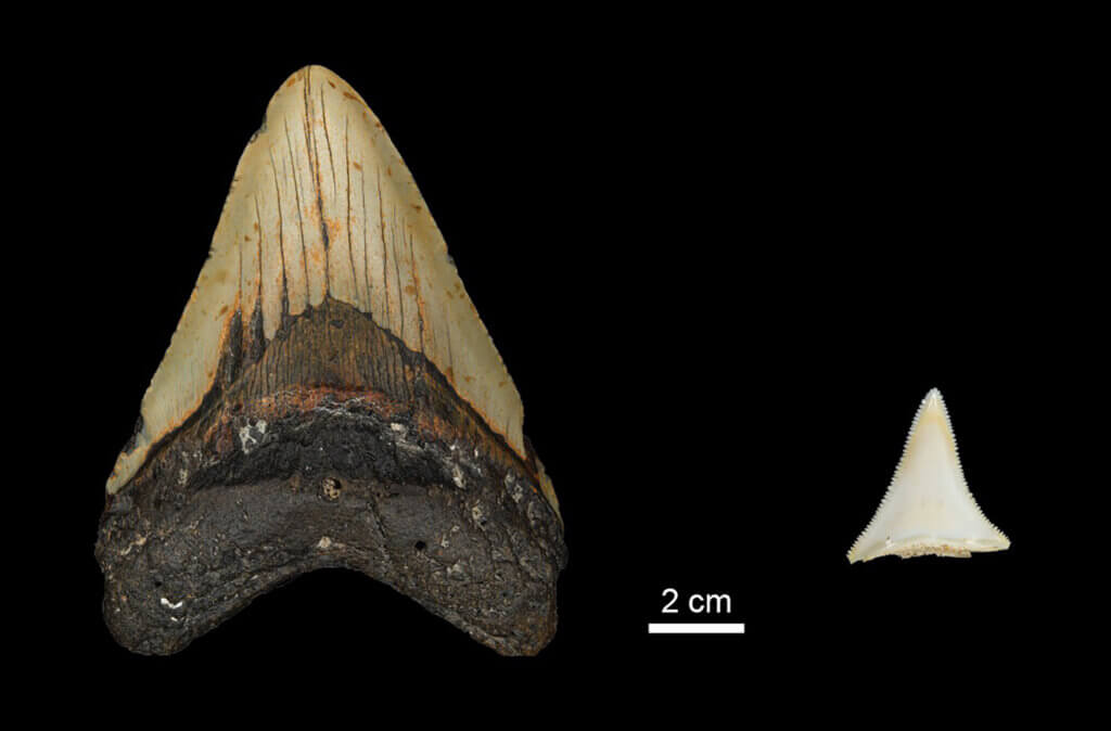 Megalodon vs Great White tooth