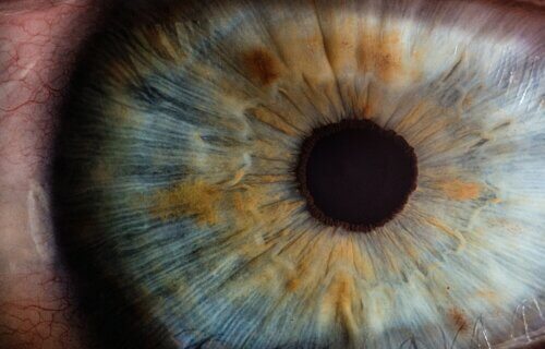 Closeup of iris, eye
