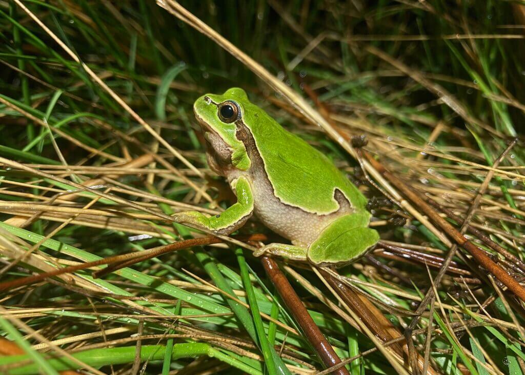 An Iberian tree frog 