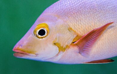 Paddletail snapper fish