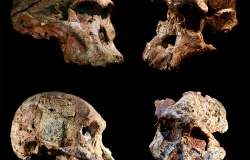 Australopithecus crania