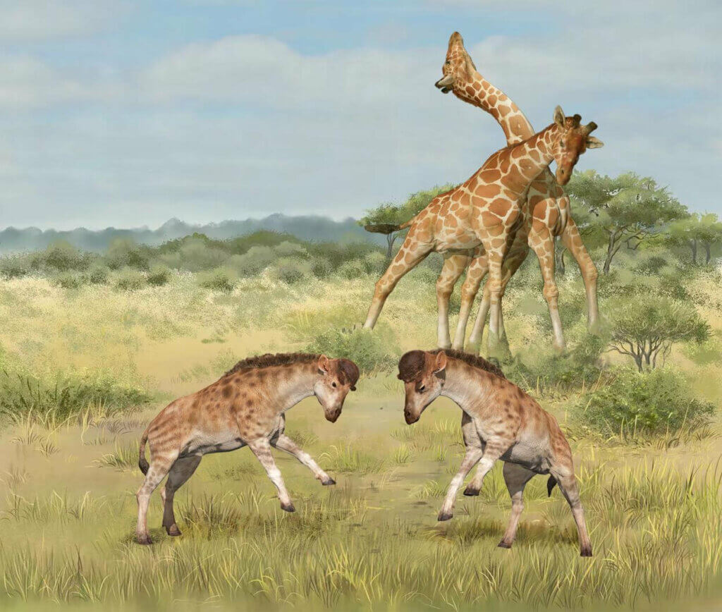 Early giraffes