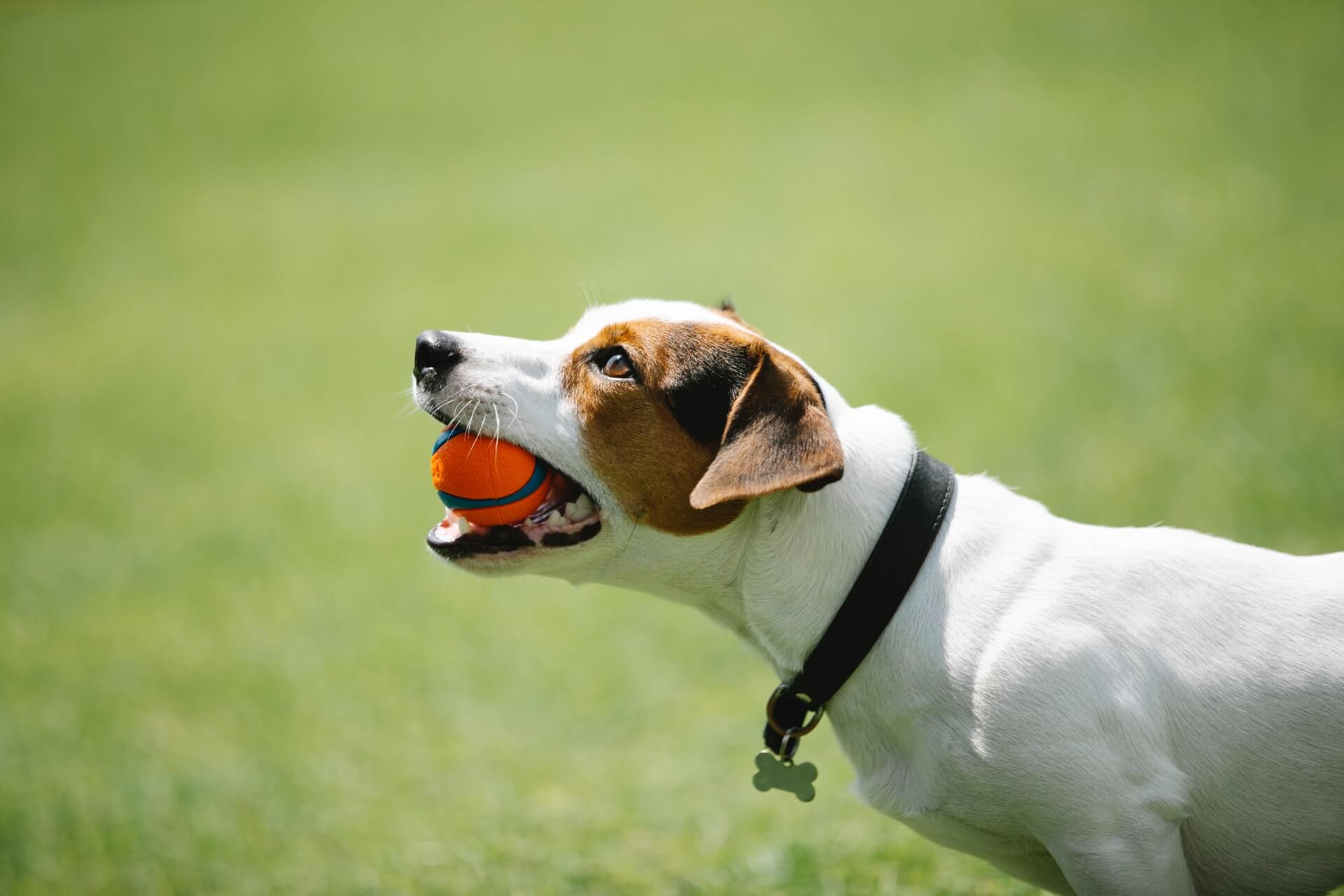 dog toy ball