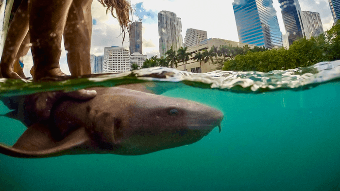 sharks closer to the city