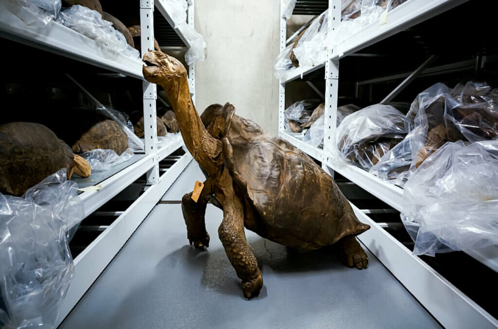 The Fernandina Island Galápagos giant tortoise