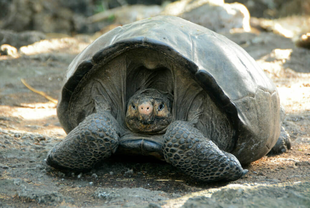 Fernanda, the only known living Fernandina giant tortoise.