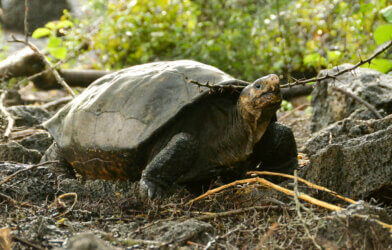 Fernanda, the only known living Fernandina giant tortoise