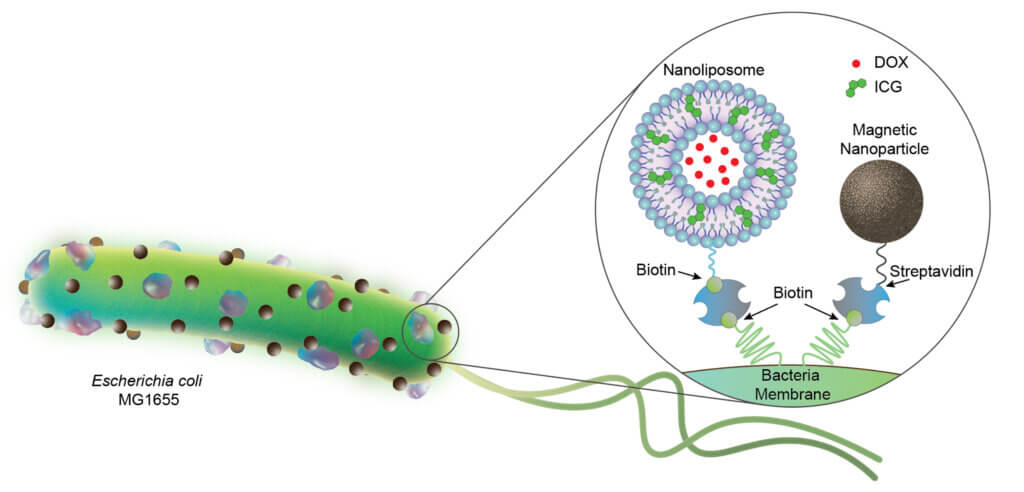 Bacterial biohybrids