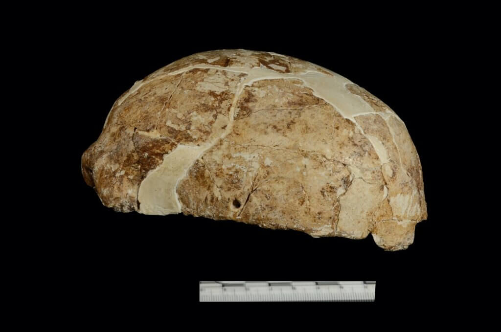 Skull unearthed from Red Deer Cave