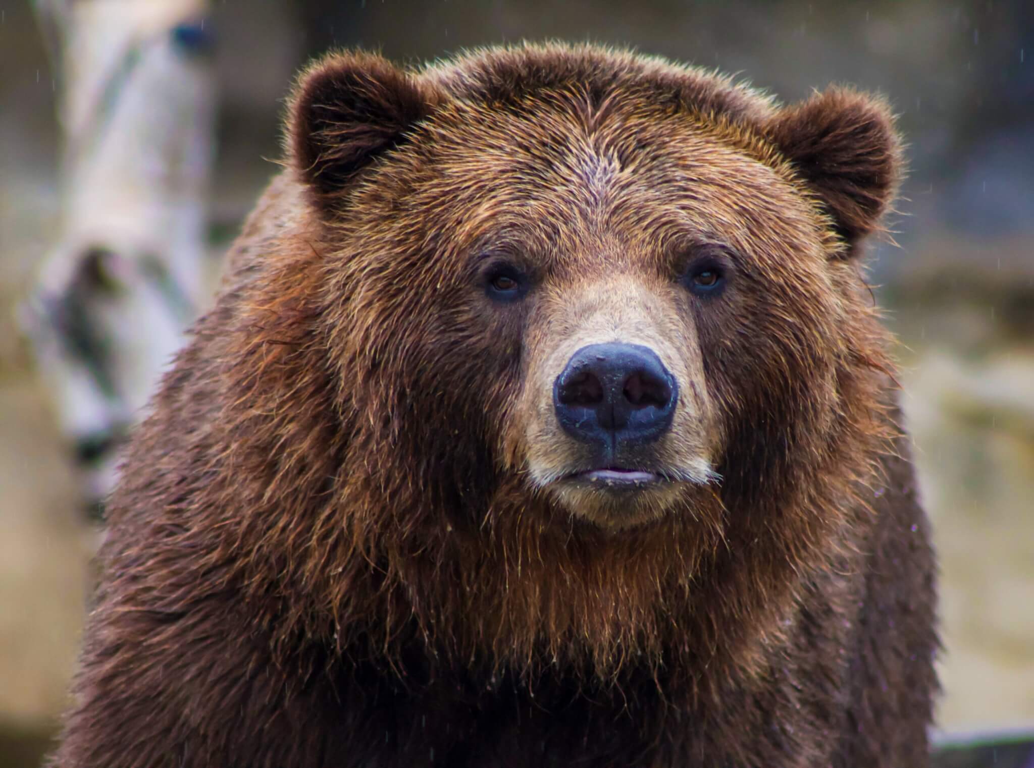 Bears may not be carnivores after all, study claims