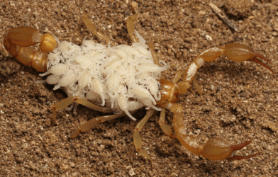 Newly described scorpion species Paruroctonus soda