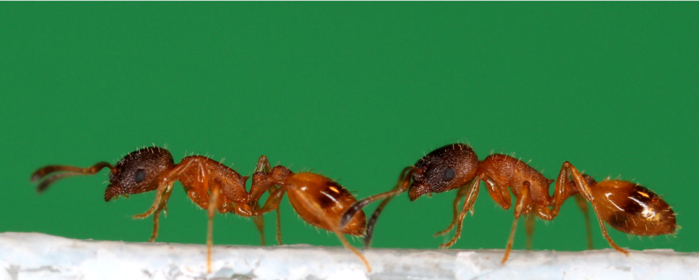 Ant leading other ant to new nest, known as tandem running.