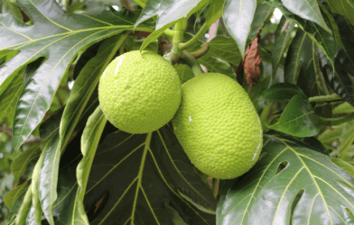breadfruit