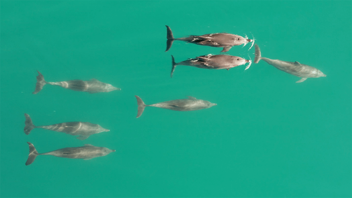 dolphin group