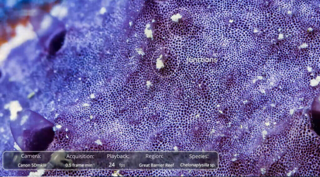 Time-lapse footage of the Indo-Pacific sponge Chelonaplysilla sp. 