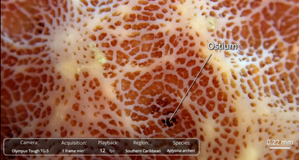 Time-lapse footage of the massive tube sponge Aplysina. 