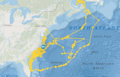 Tracking data from great white shark Breton
