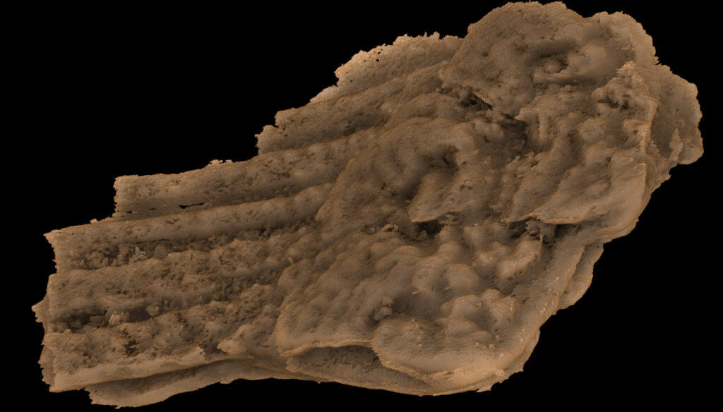 Fragment of the pectoral dermal skeleton (part of a pectoral spine fused to shoulder girdle plate) of Fanjingshania renovata shown in ventral view