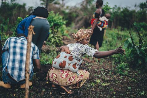 Women farming cassava in Sierra Leone.