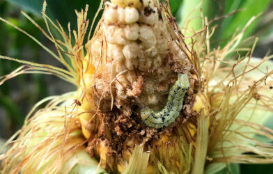 Earworm eating through corn
